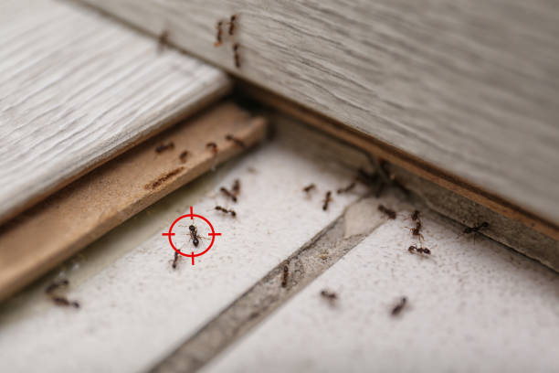 Best Flea Control Services  in Waggaman, LA