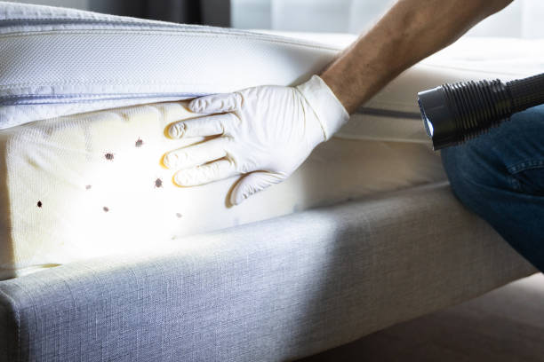 Best Pest Control Near Me in Waggaman, LA