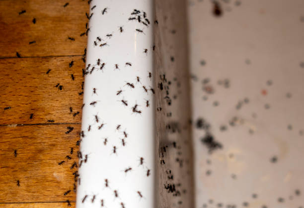Best Affordable Pest Control Services  in Waggaman, LA