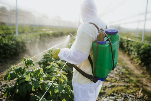 Best Pest Control Treatment  in Waggaman, LA